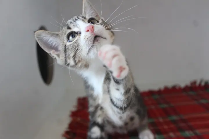 Mercury