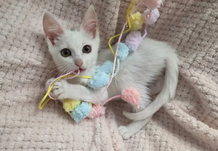 Rosalee