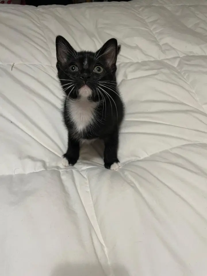 Mr. Gatsby