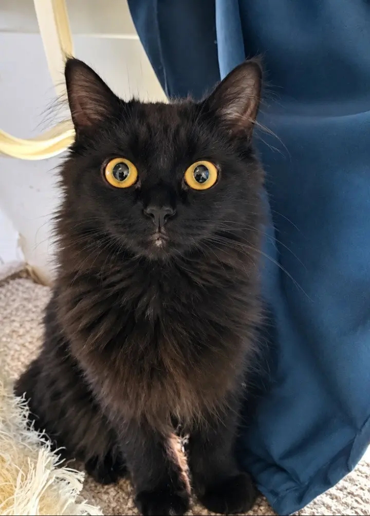 Owl Kitty