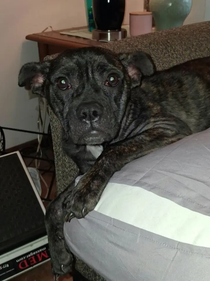 Bindi