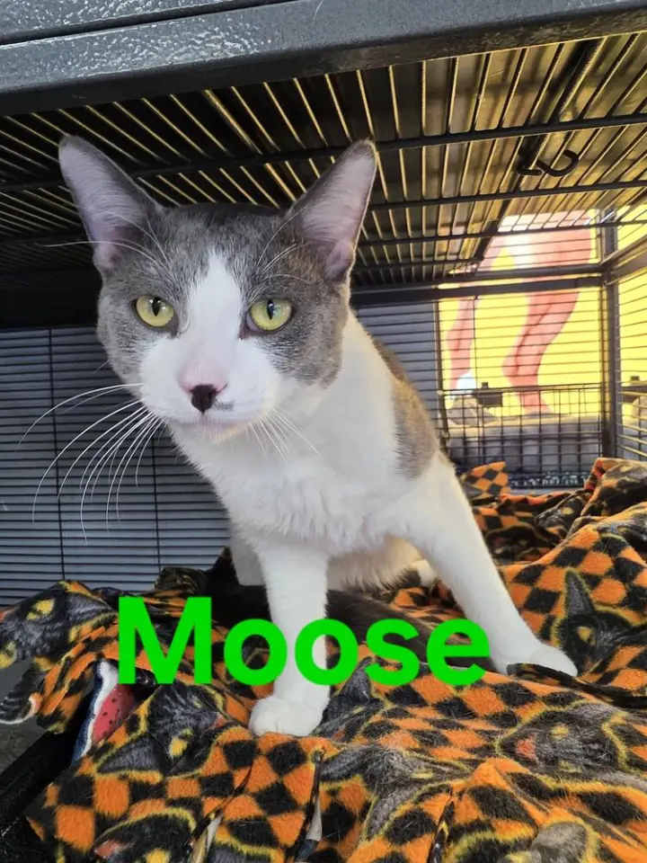 Moose