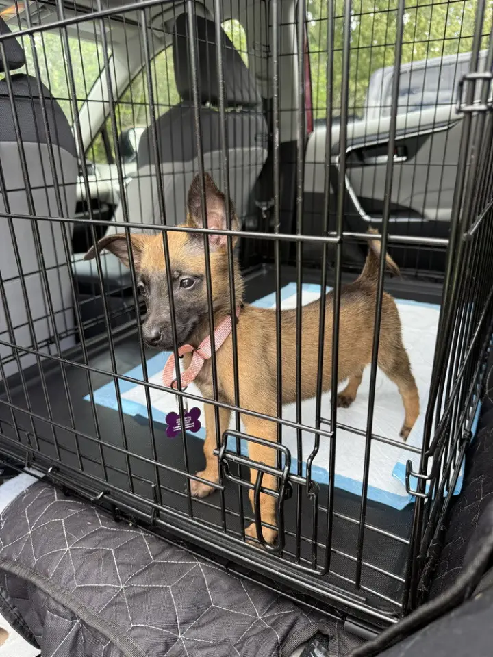 Disney Dogs - Perdita - Located in FL