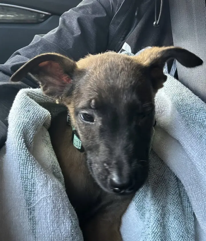 Disney Dogs - Dante - Located in FL