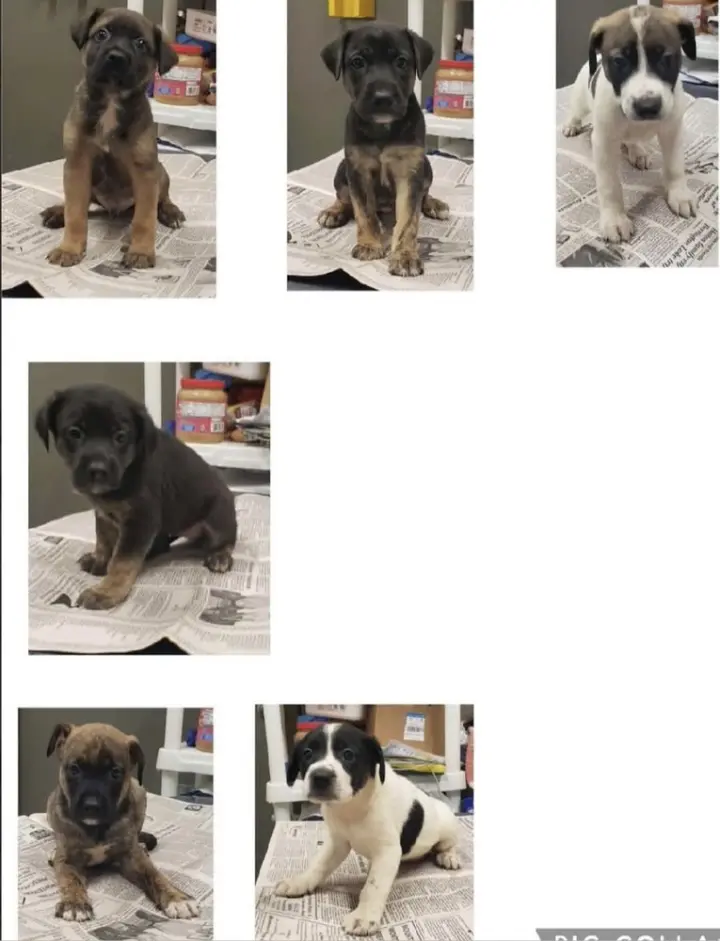 Mixed breed litter