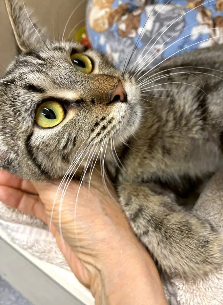 Meoweth - available 10/10