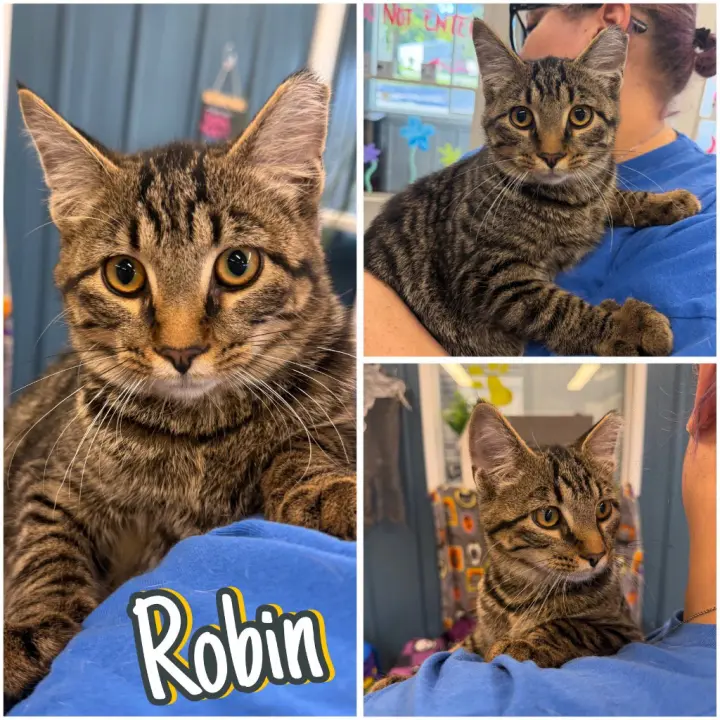 Robin