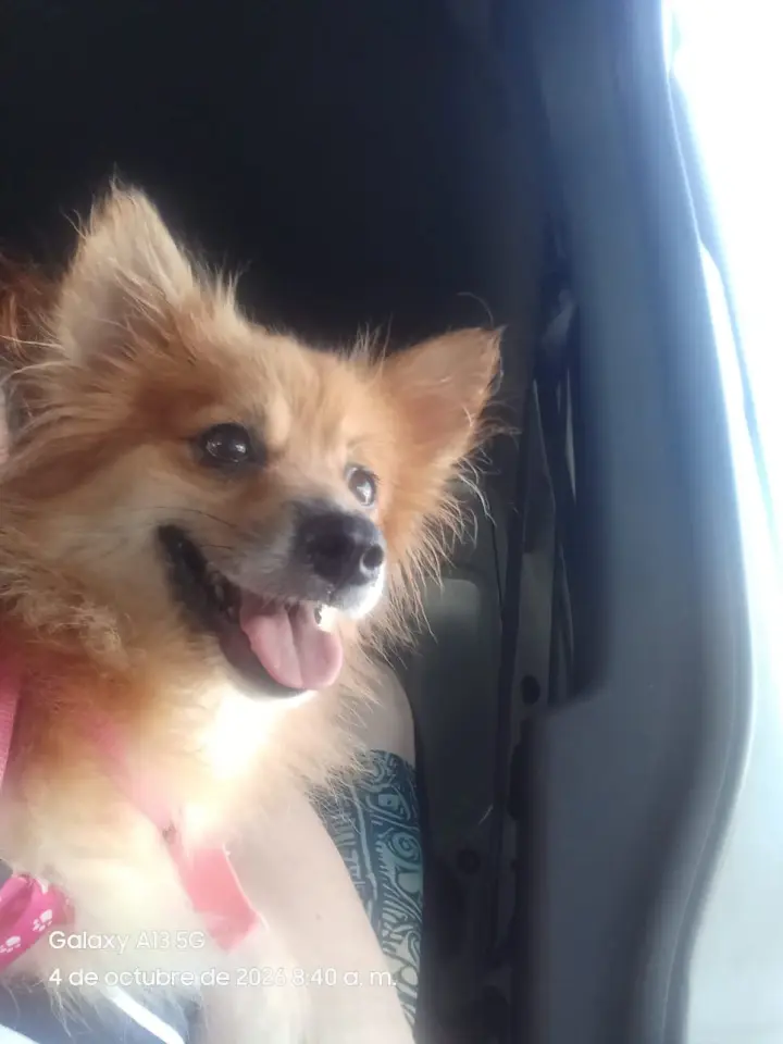 Canela