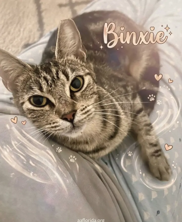 Binxie