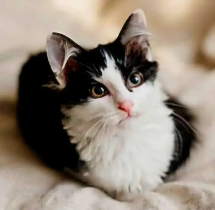 KITTEN POLLY