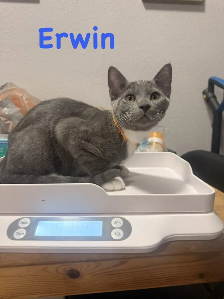 Erwin