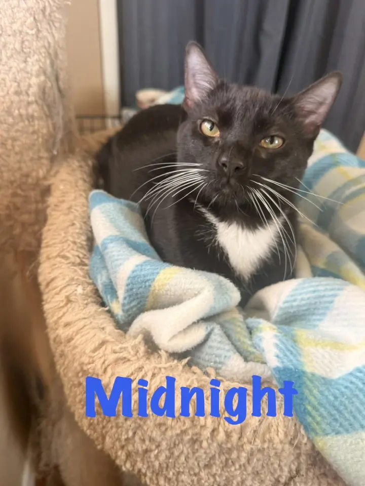 Midnight