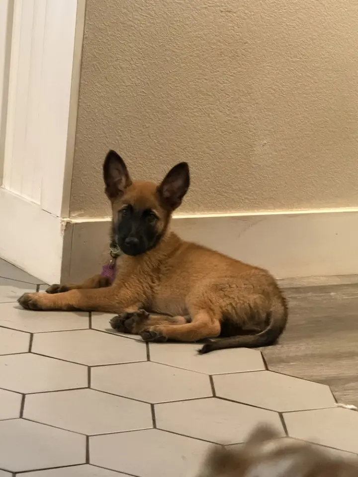 Angel- Located in California
