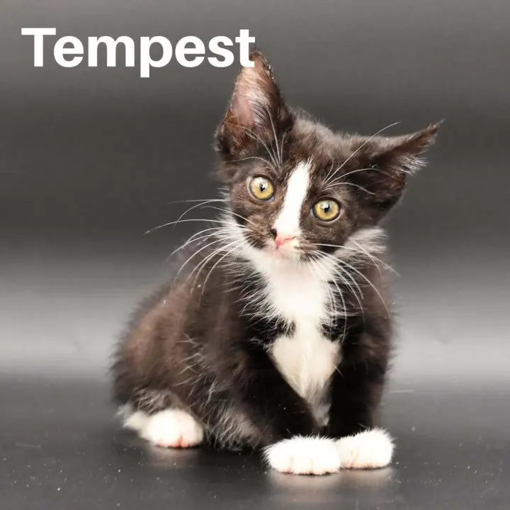 Tempest