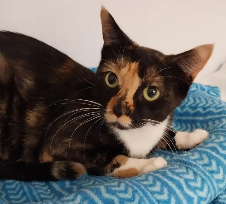 Dollyann * IN FOSTER *