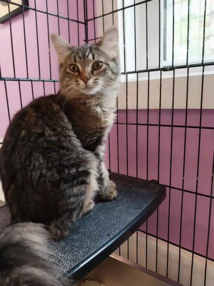 Thumbelina * IN FOSTER *