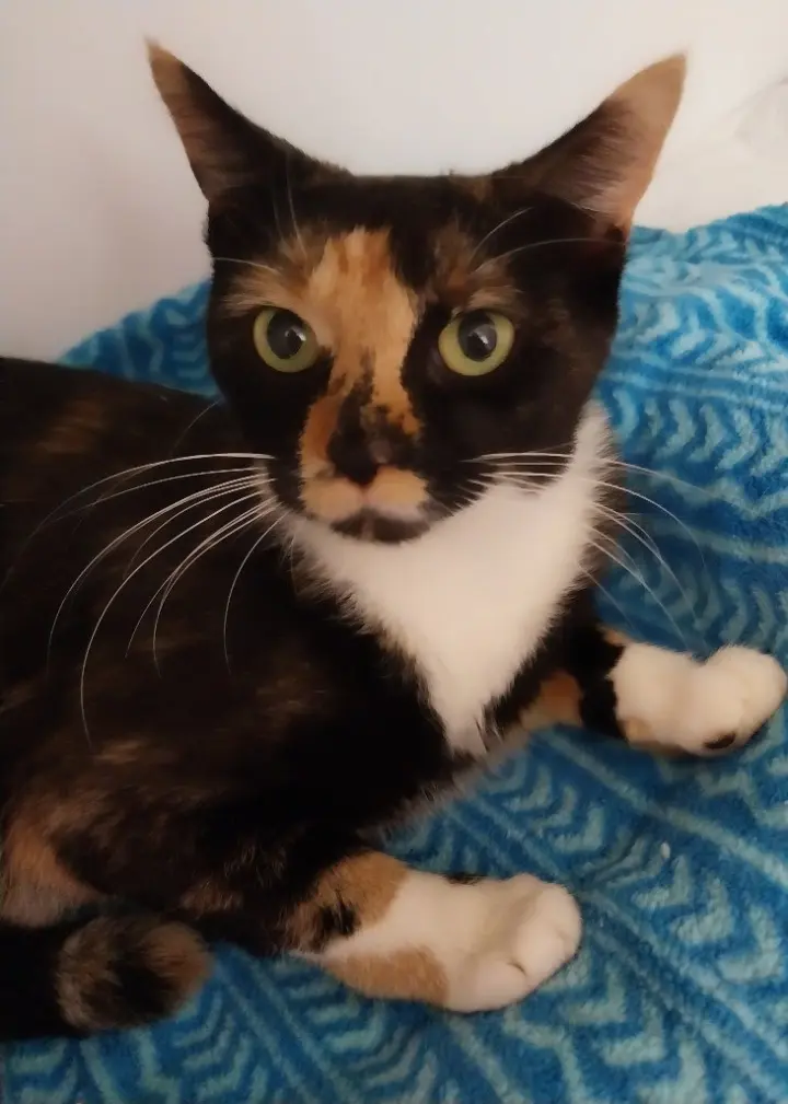 Zen * IN FOSTER *