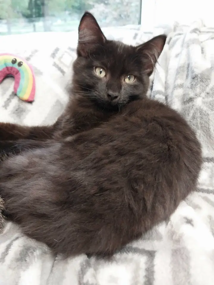 Spartacus * IN FOSTER *