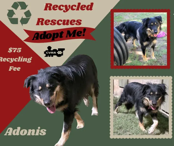 Adonis (Recycle)