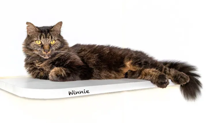 Winnie