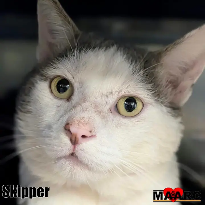 Skipper