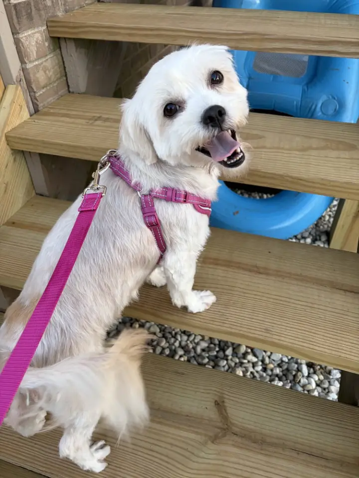Chiquita