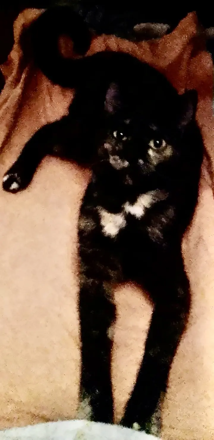 Molly