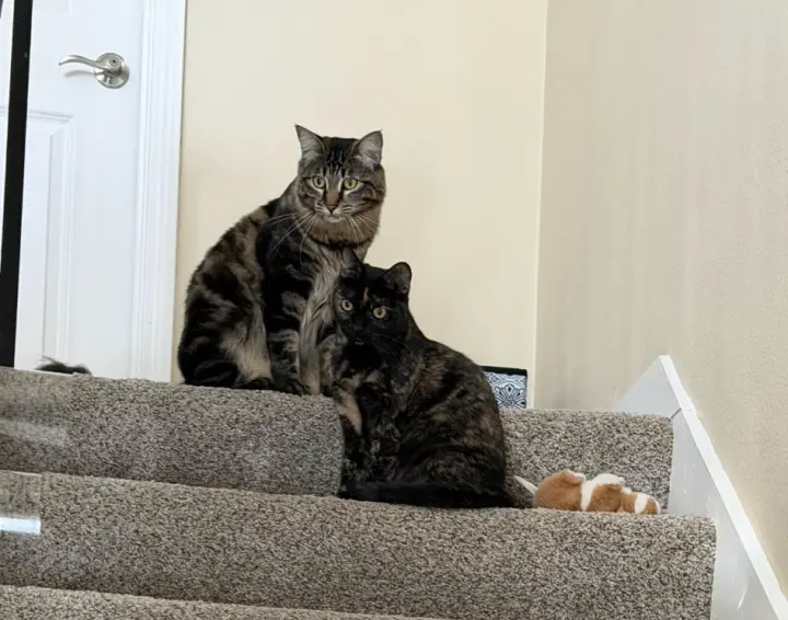 Spooky & Spider (Courtesy Post)