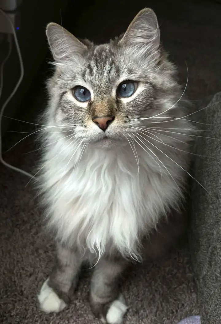 Beemo