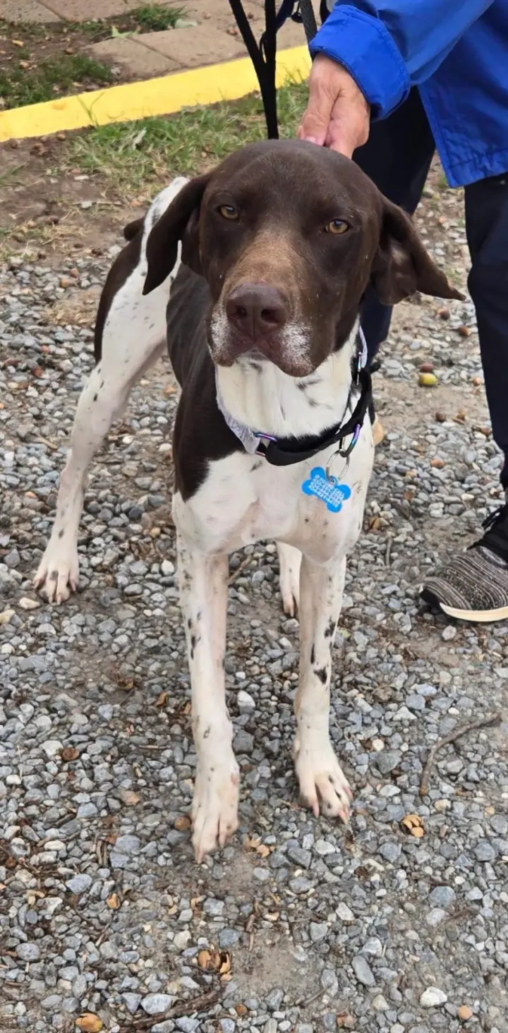 Rusty: At shelter available 10/4