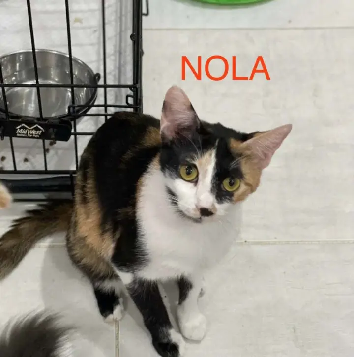 Nola
