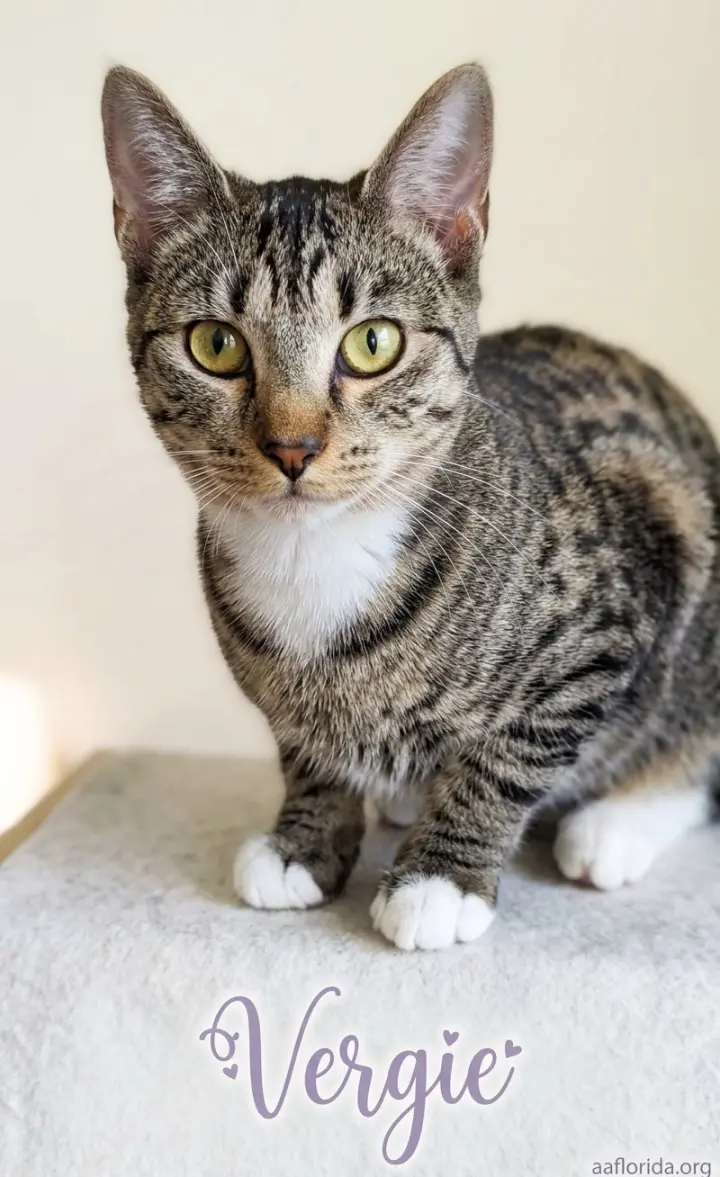 Vergie
