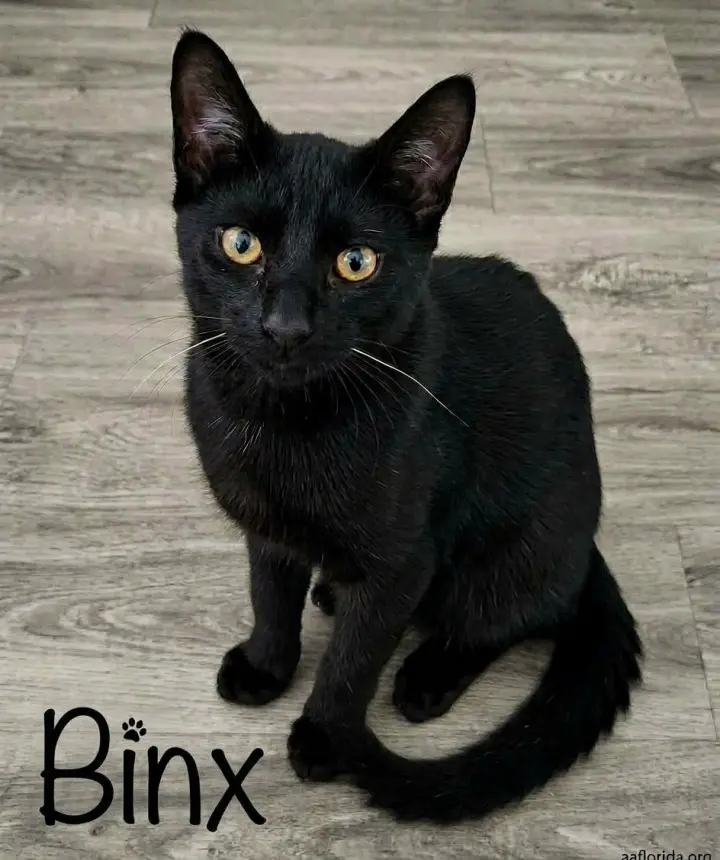 Binx