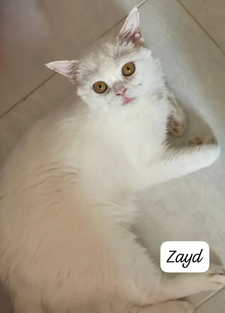Zayd