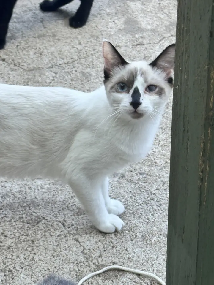 Dolly Purrton