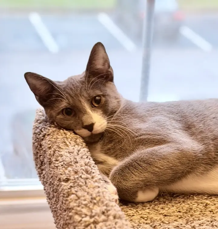 Kitten: Xylo