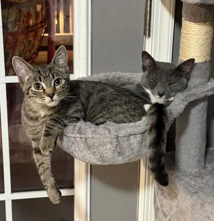 Kitten: Xtra *BONDED PAIR with Xyla*