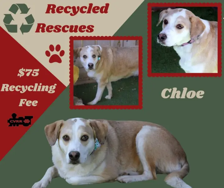 Chloe (Recycle)