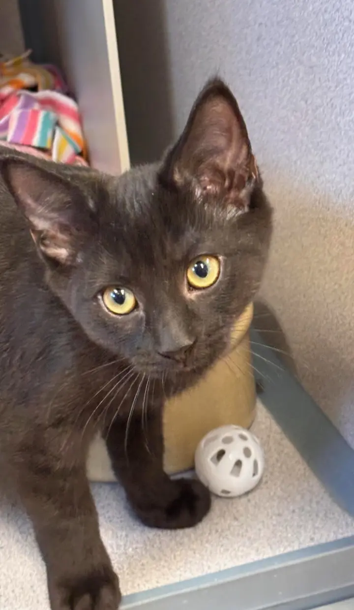 Foster Fred