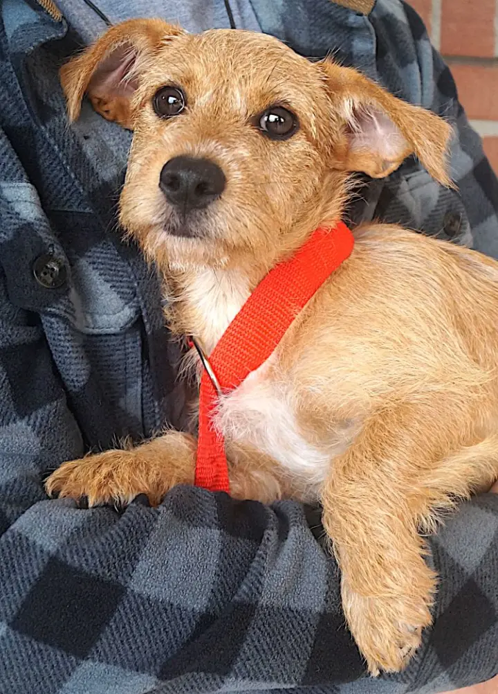 Stella