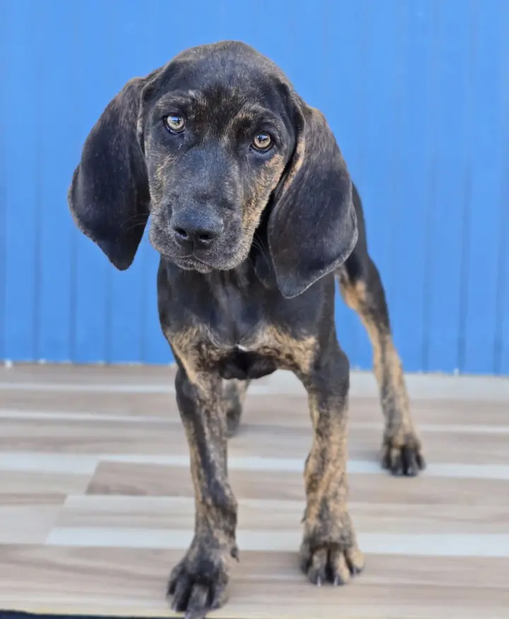 Remington