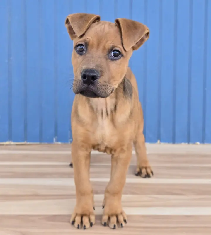 Koa