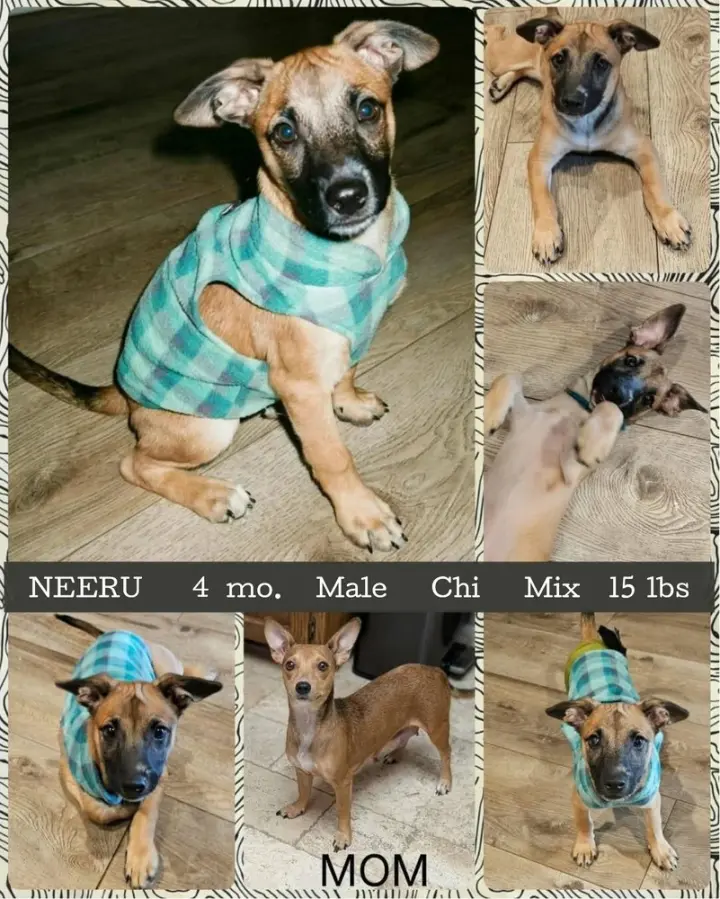 NEERU