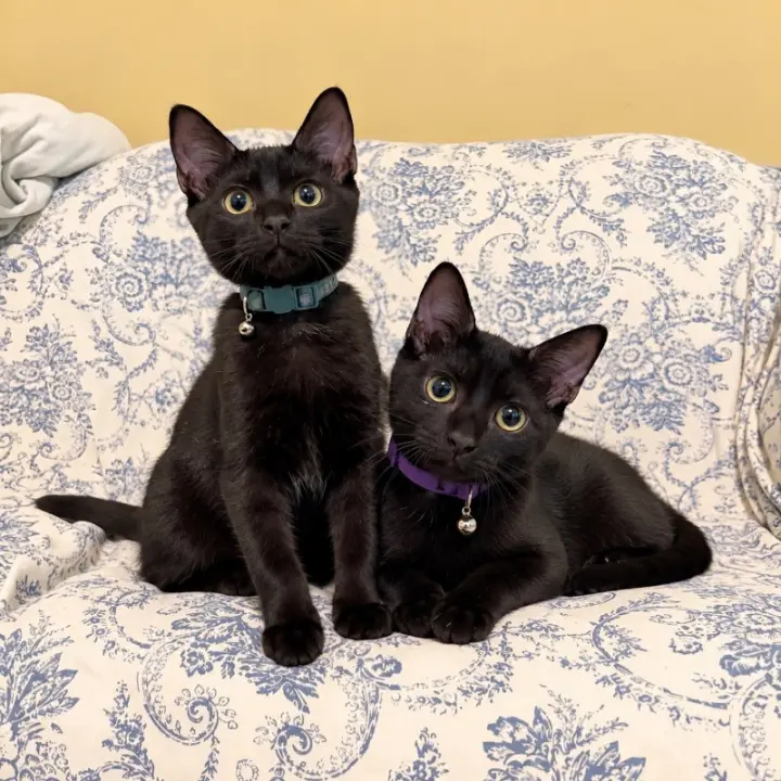 Mochi & Boba