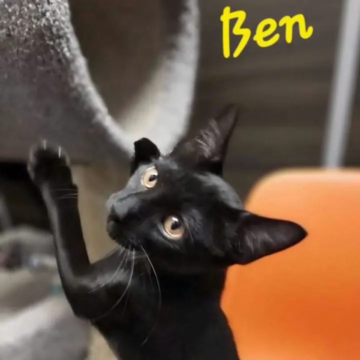 Ben