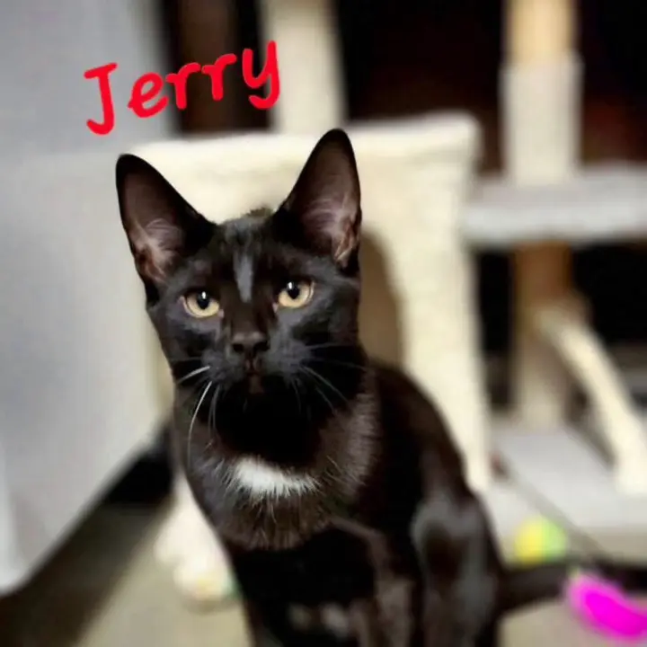 Jerry
