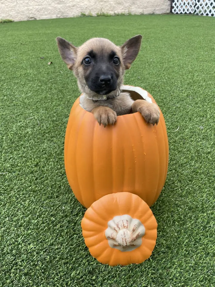 Hallowed Harvest - Baby Boo - Located in Florida