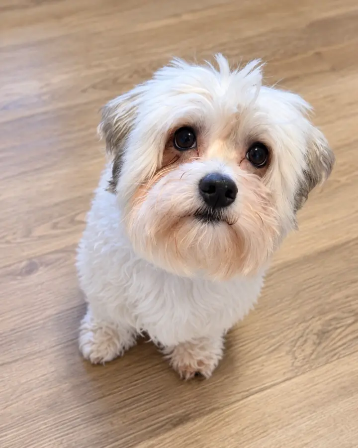 Sammy