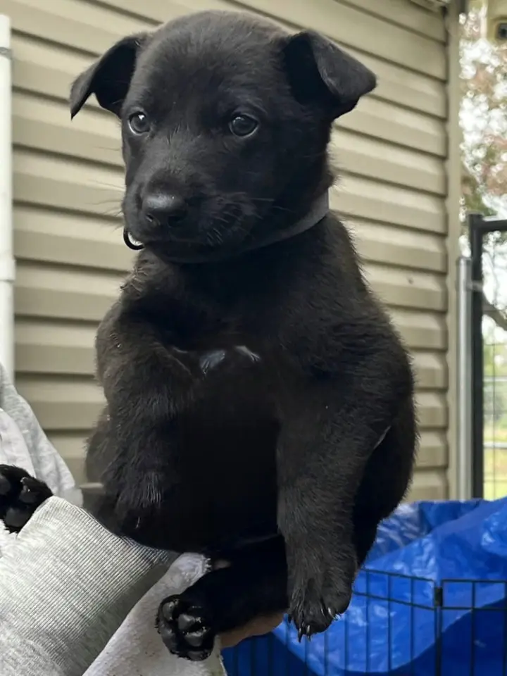 Charley