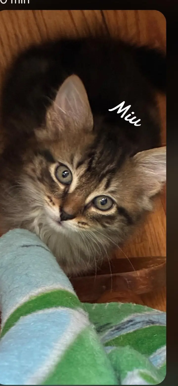 Miu
